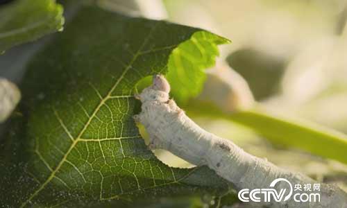 传承2000多年的蚕桑文化在此触手可及