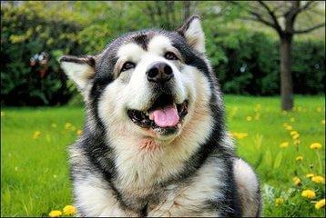 德国牧羊犬是一种罕见的多功能工作犬